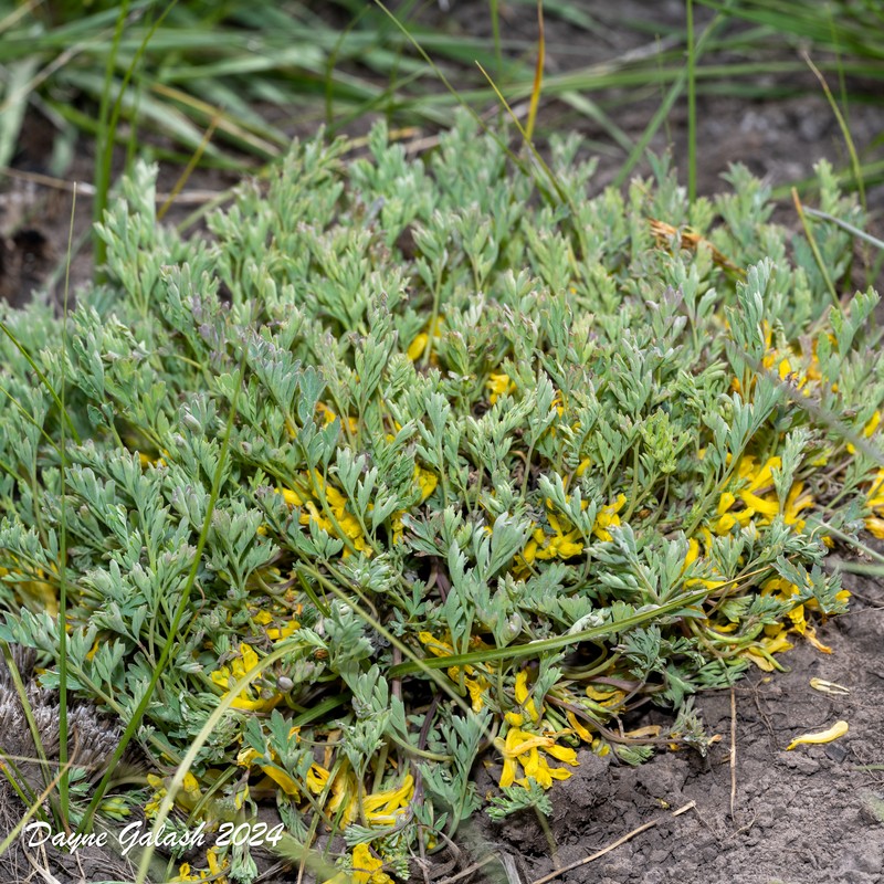 Corydalis aurea subsp. aurea photo 7