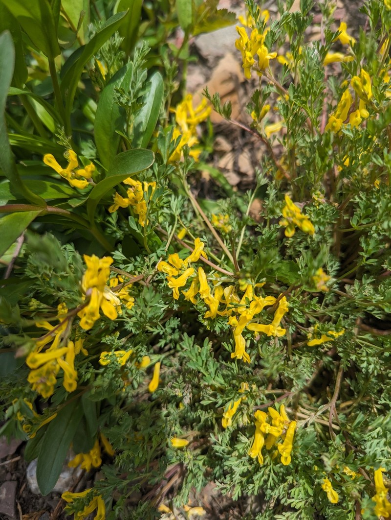 Corydalis aurea subsp. aurea photo 8