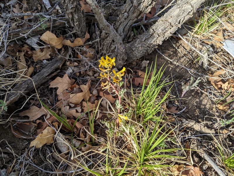 Corydalis aurea subsp. occidentalis