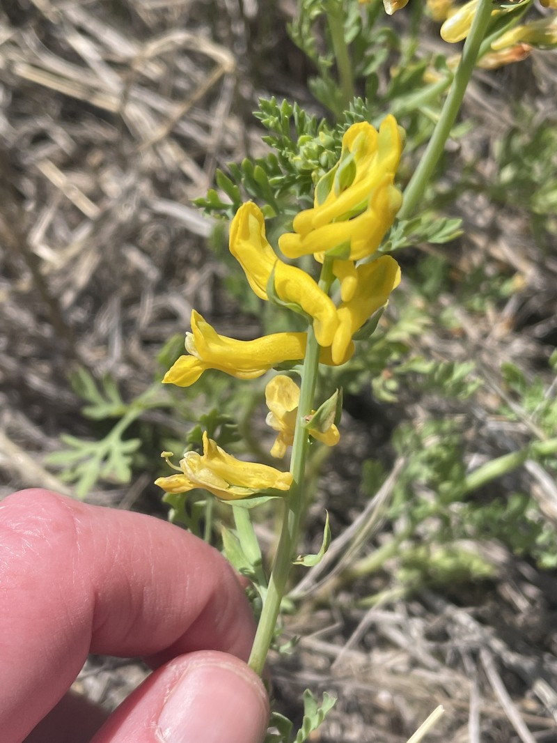 Corydalis aurea subsp. occidentalis photo 2