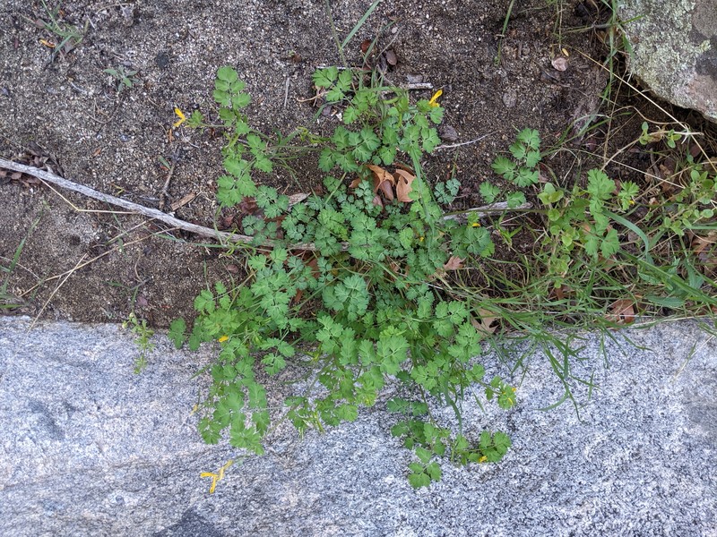 Corydalis aurea subsp. occidentalis photo 3