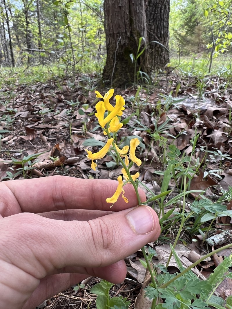Corydalis aurea subsp. occidentalis photo 4
