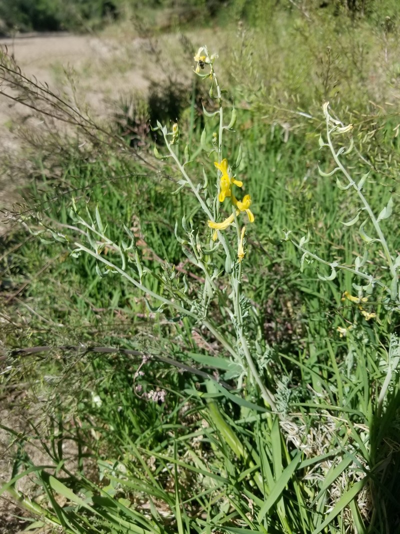 Corydalis aurea subsp. occidentalis photo 5