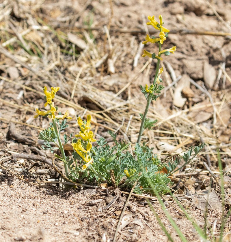 Corydalis aurea subsp. occidentalis photo 6