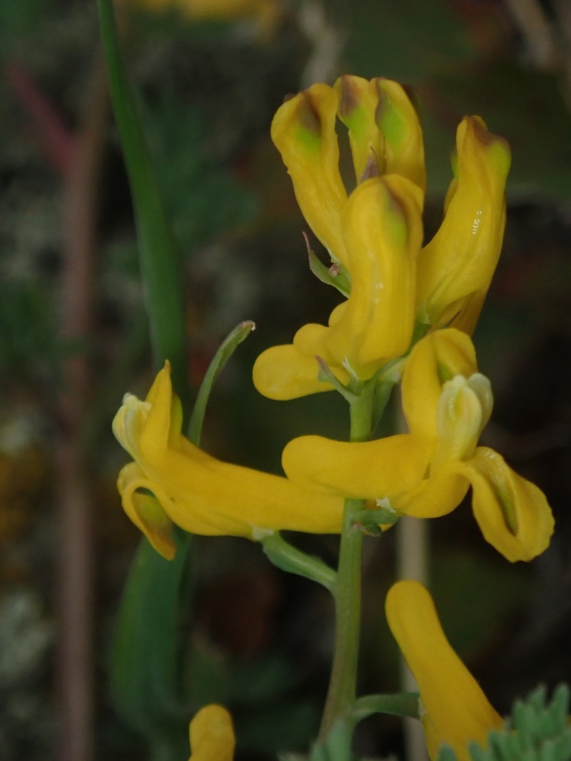 Corydalis aurea subsp. occidentalis photo 7