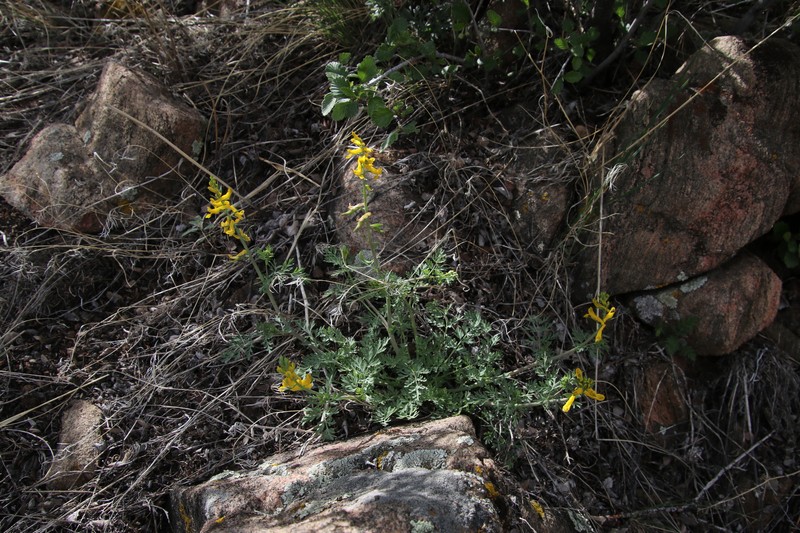 Corydalis aurea subsp. occidentalis photo 8