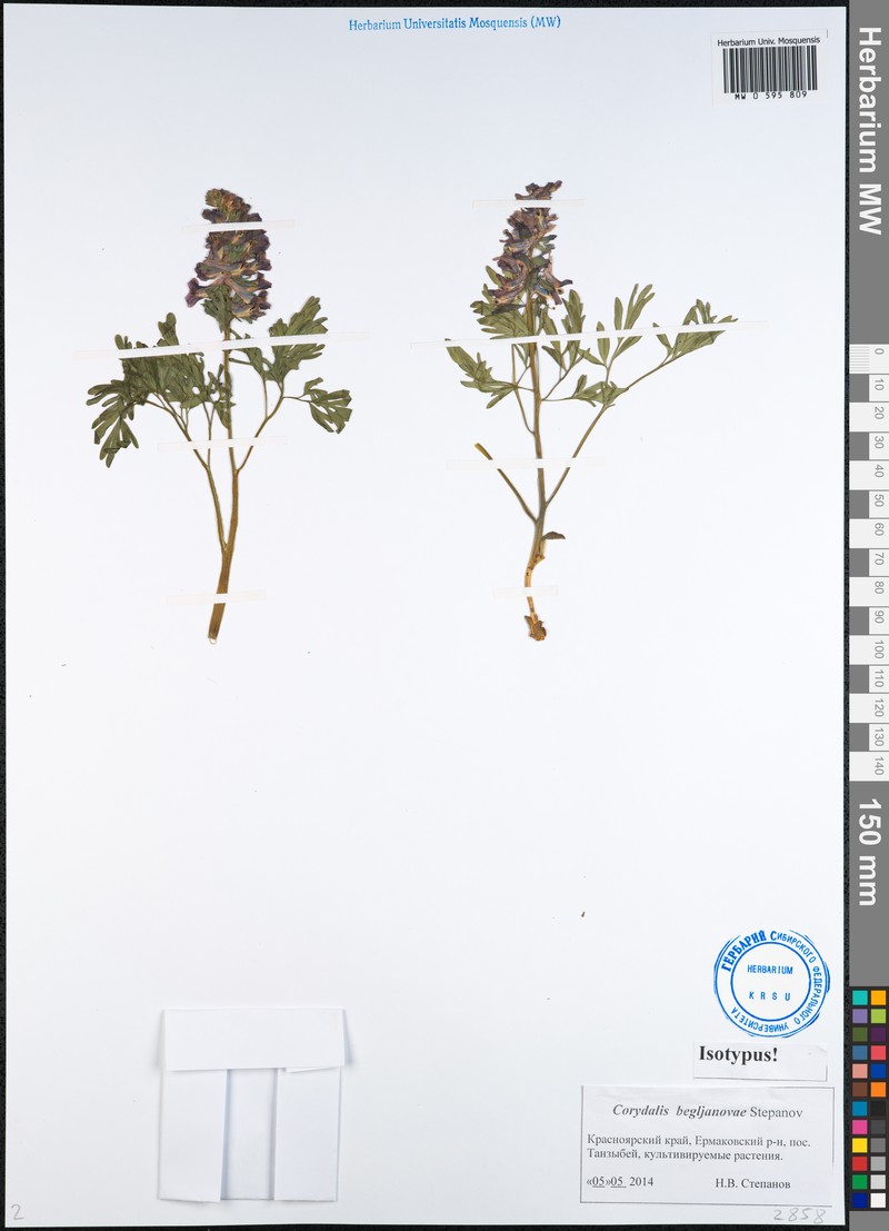Corydalis begljanovae