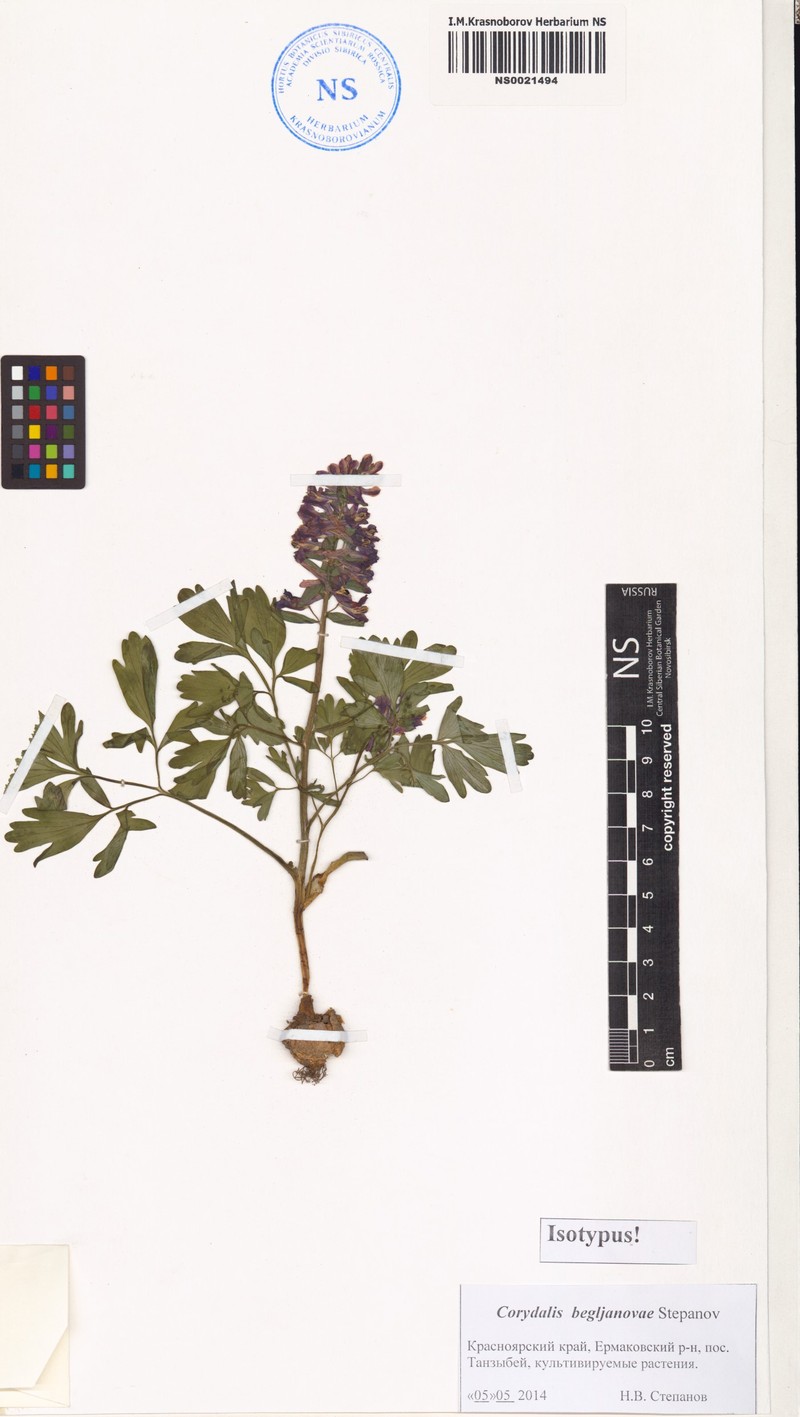 Corydalis begljanovae photo 2