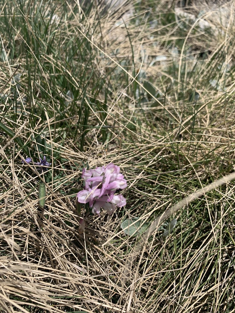 Corydalis blanda subsp. blanda