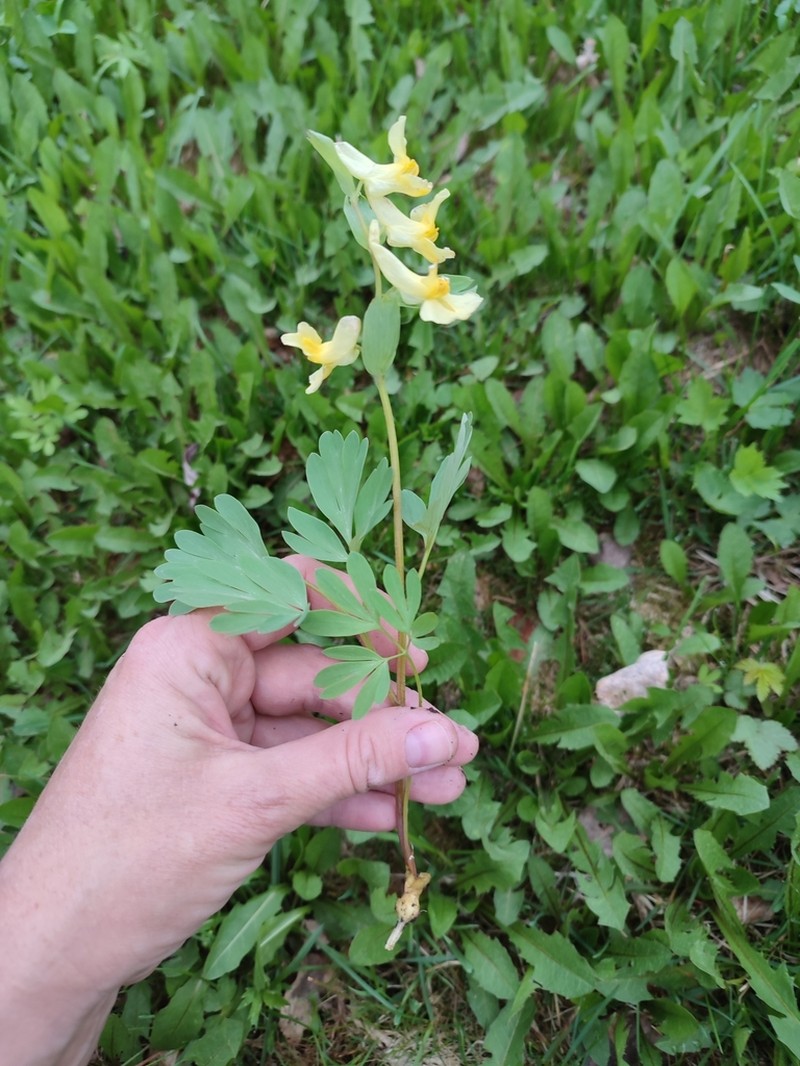 Corydalis bombylina