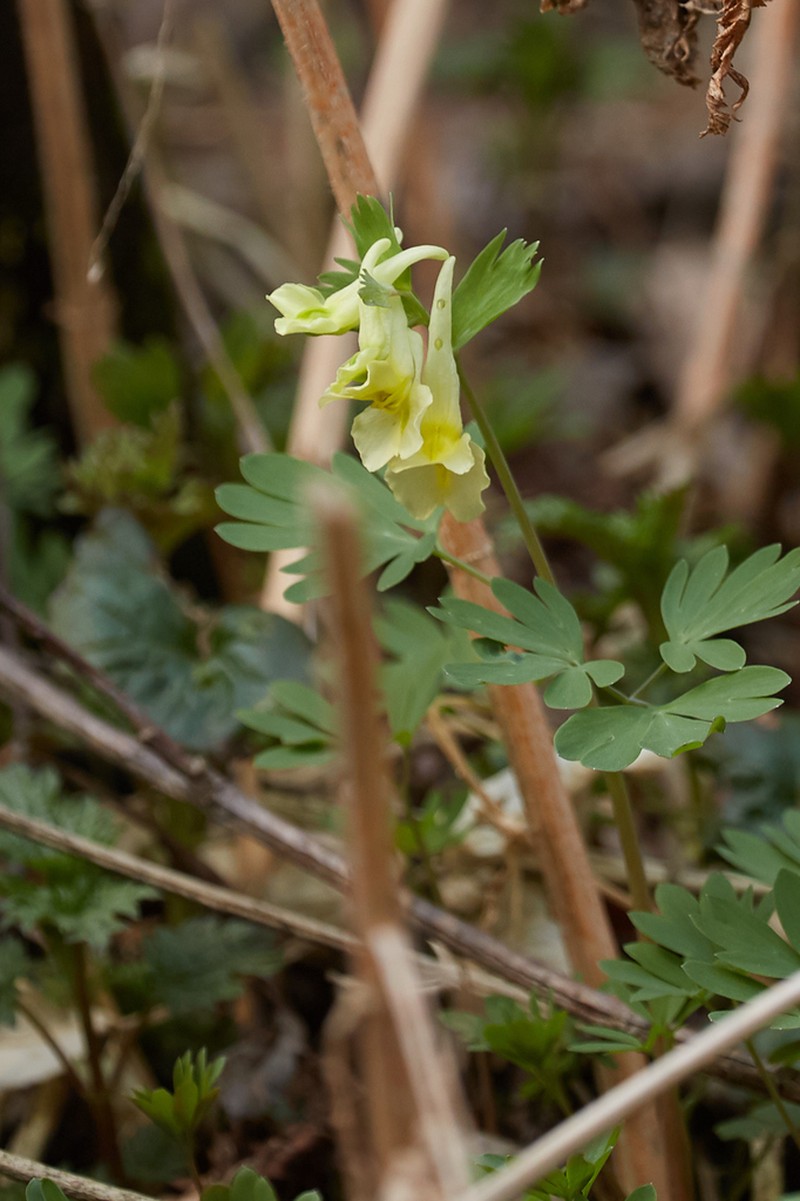 Corydalis bombylina photo 2