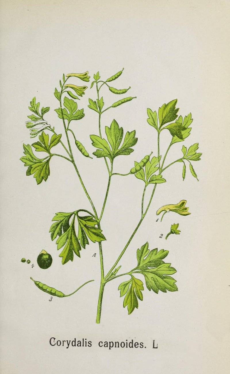 Corydalis capnoides