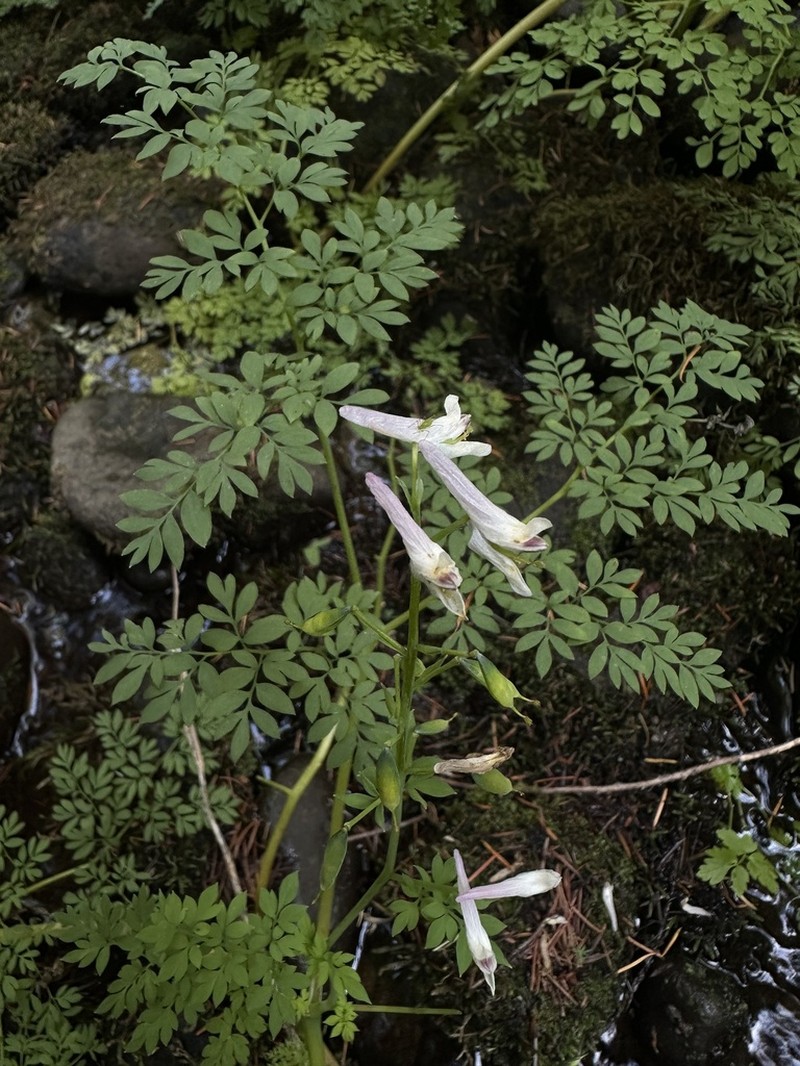 Sierra Fumewort
