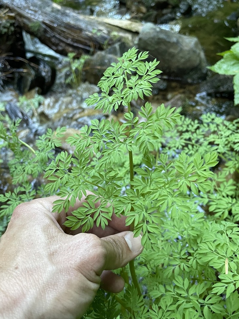 Sierra Fumewort photo 3
