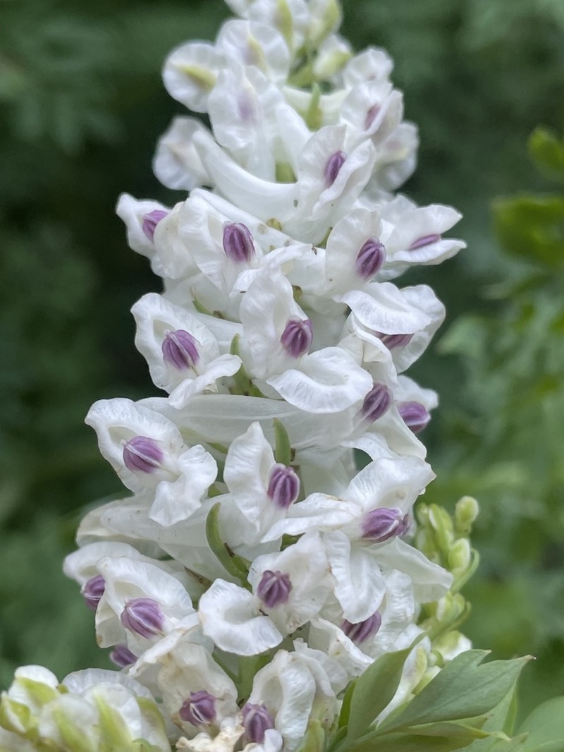 Sierra Fumewort photo 4