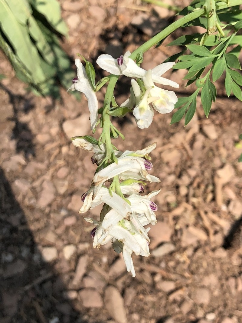Sierra Fumewort photo 5