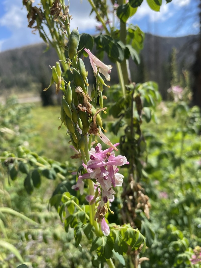 Sierra Fumewort photo 6