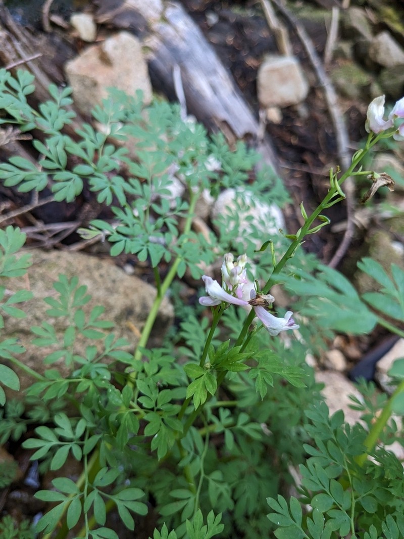 Sierra Fumewort photo 7