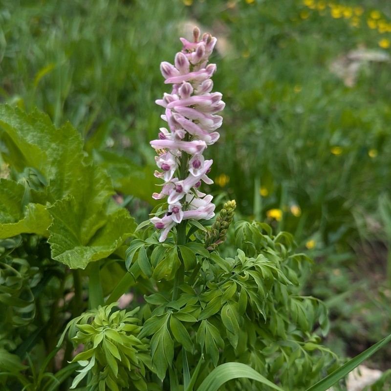 Sierra Fumewort photo 8