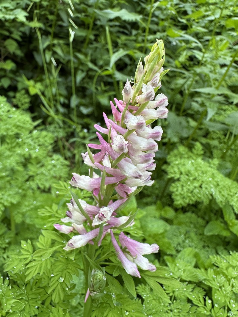 Corydalis caseana subsp. aquae-gelidae