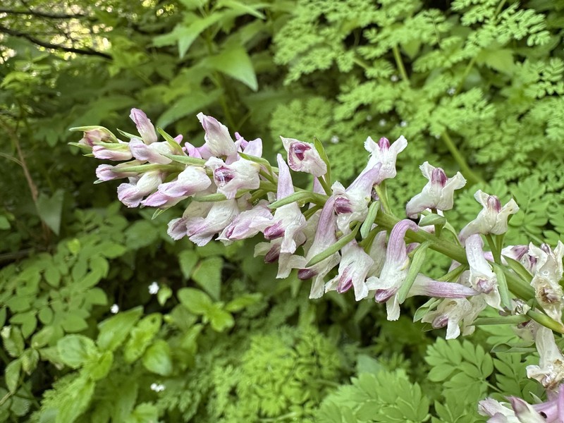 Corydalis caseana subsp. aquae-gelidae photo 2