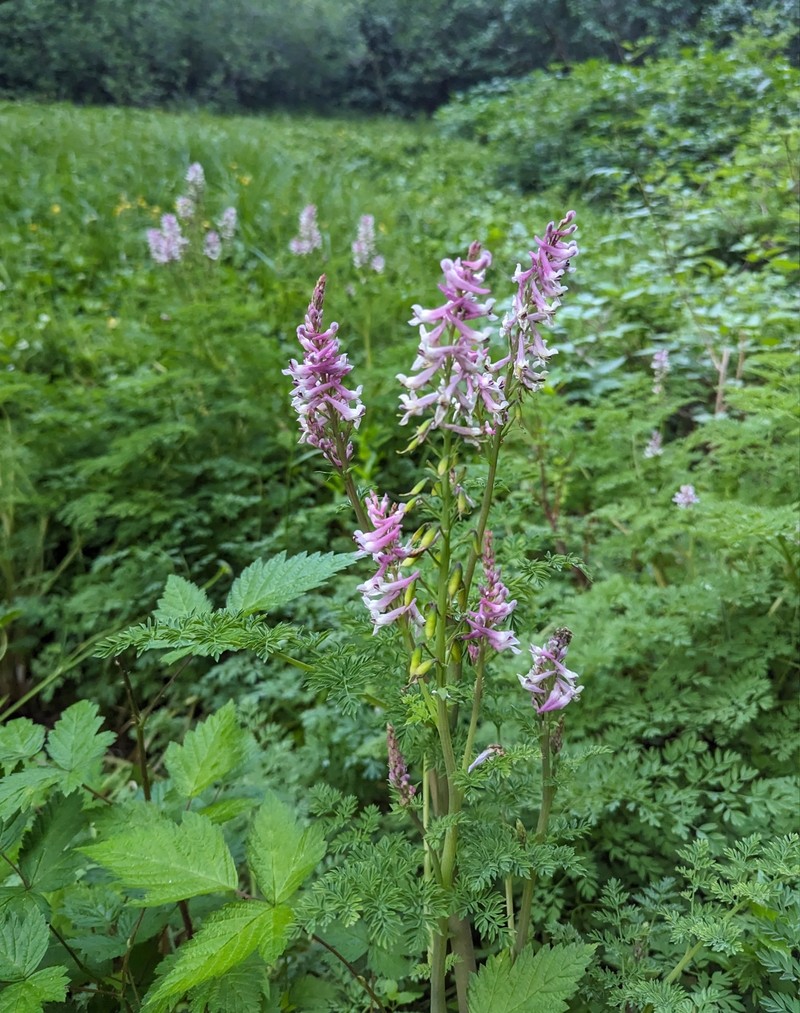 Corydalis caseana subsp. aquae-gelidae photo 3