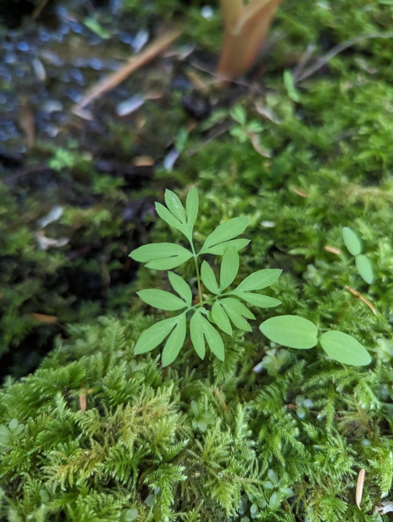 Corydalis caseana subsp. aquae-gelidae photo 4