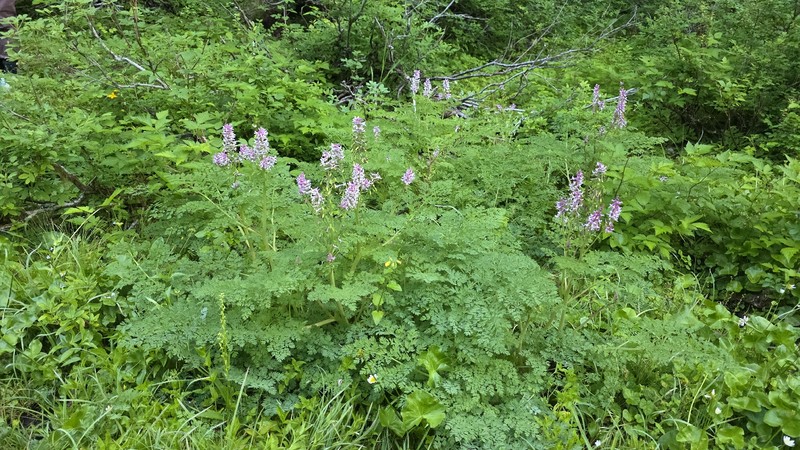 Corydalis caseana subsp. aquae-gelidae photo 5