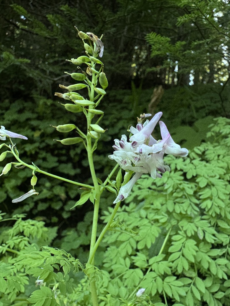 Corydalis caseana subsp. aquae-gelidae photo 6