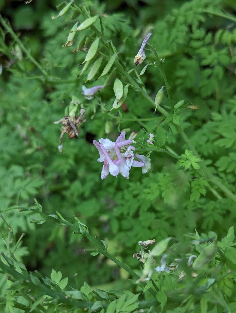 Corydalis caseana subsp. aquae-gelidae photo 7