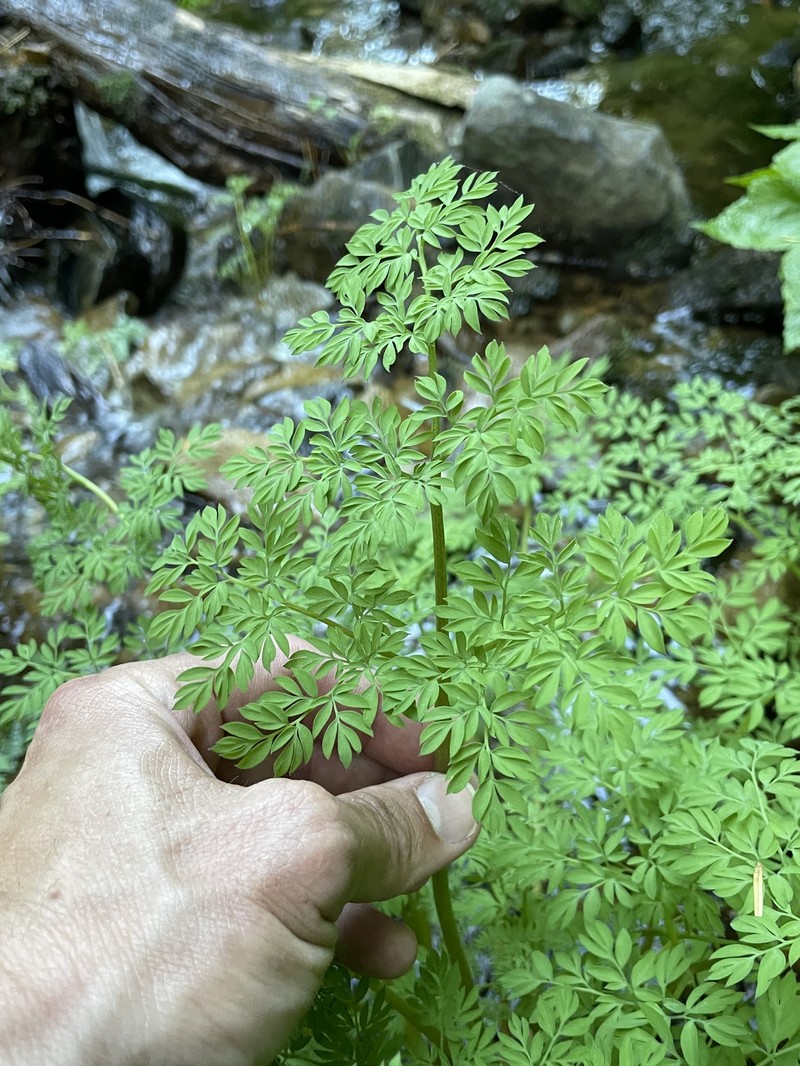 Corydalis caseana subsp. aquae-gelidae photo 8