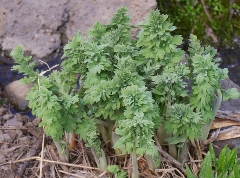Corydalis caseana subsp. brandegeei