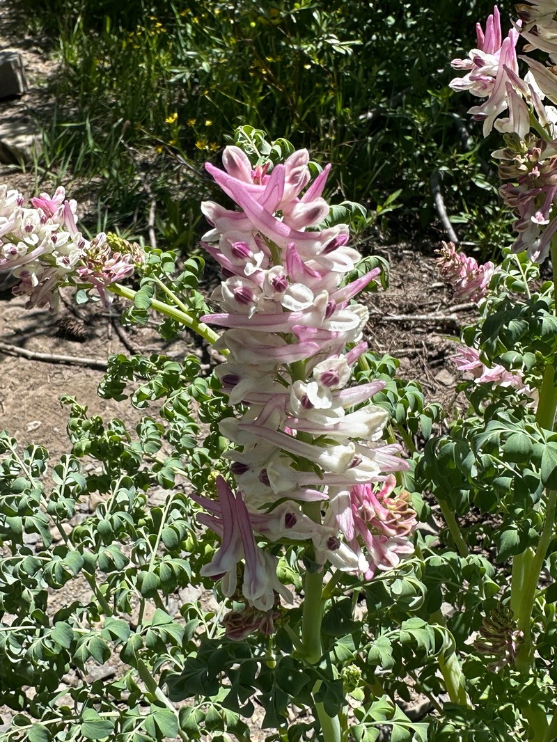Corydalis caseana subsp. brandegeei photo 2
