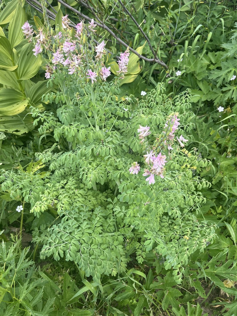 Corydalis caseana subsp. brandegeei photo 3