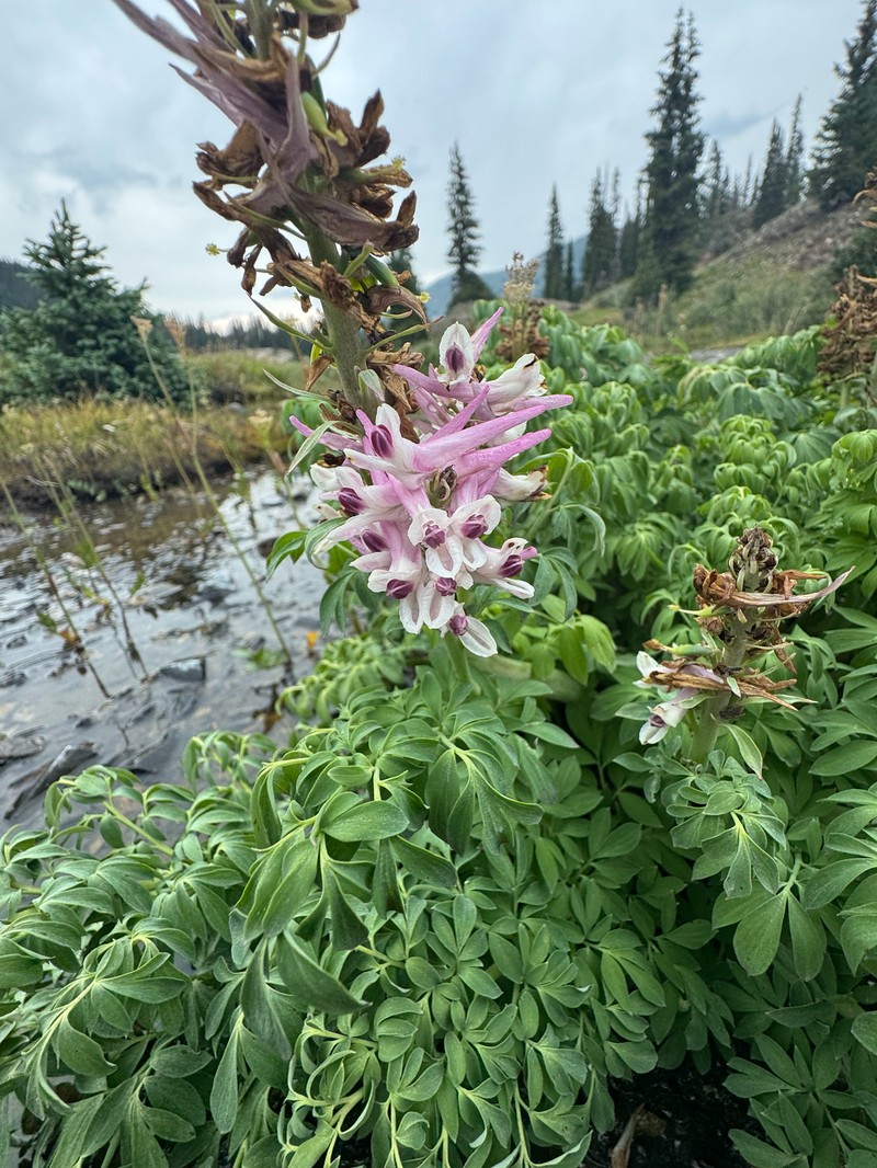 Corydalis caseana subsp. brandegeei photo 4
