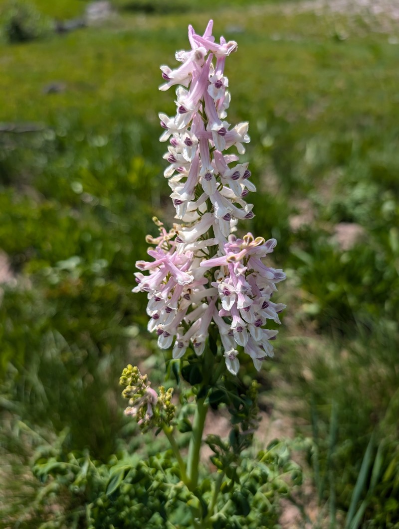 Corydalis caseana subsp. brandegeei photo 5