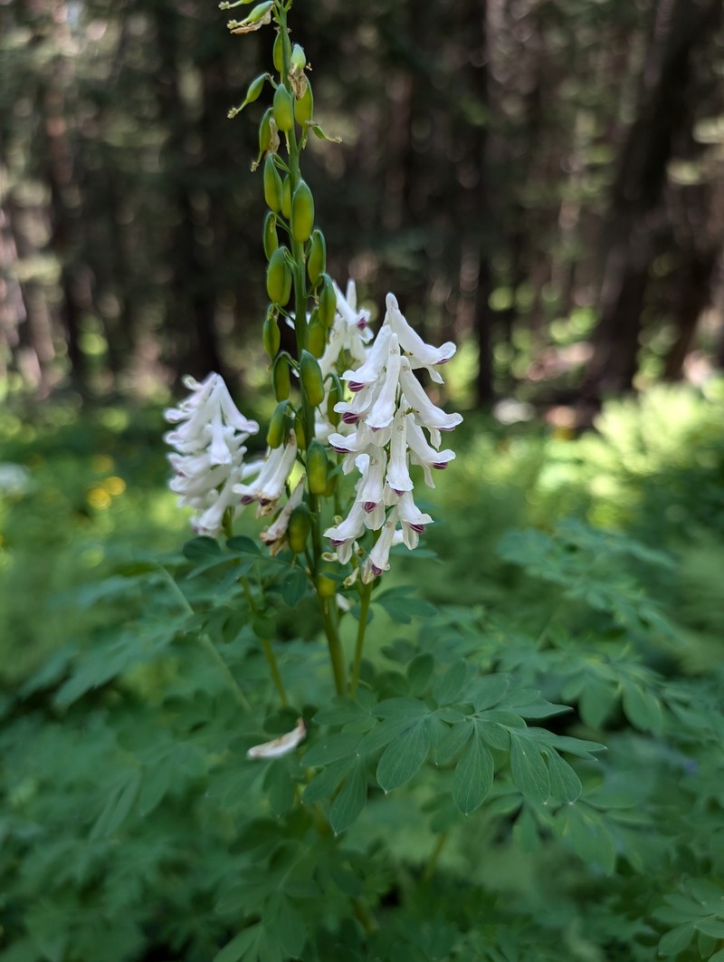 Corydalis caseana subsp. brandegeei photo 6