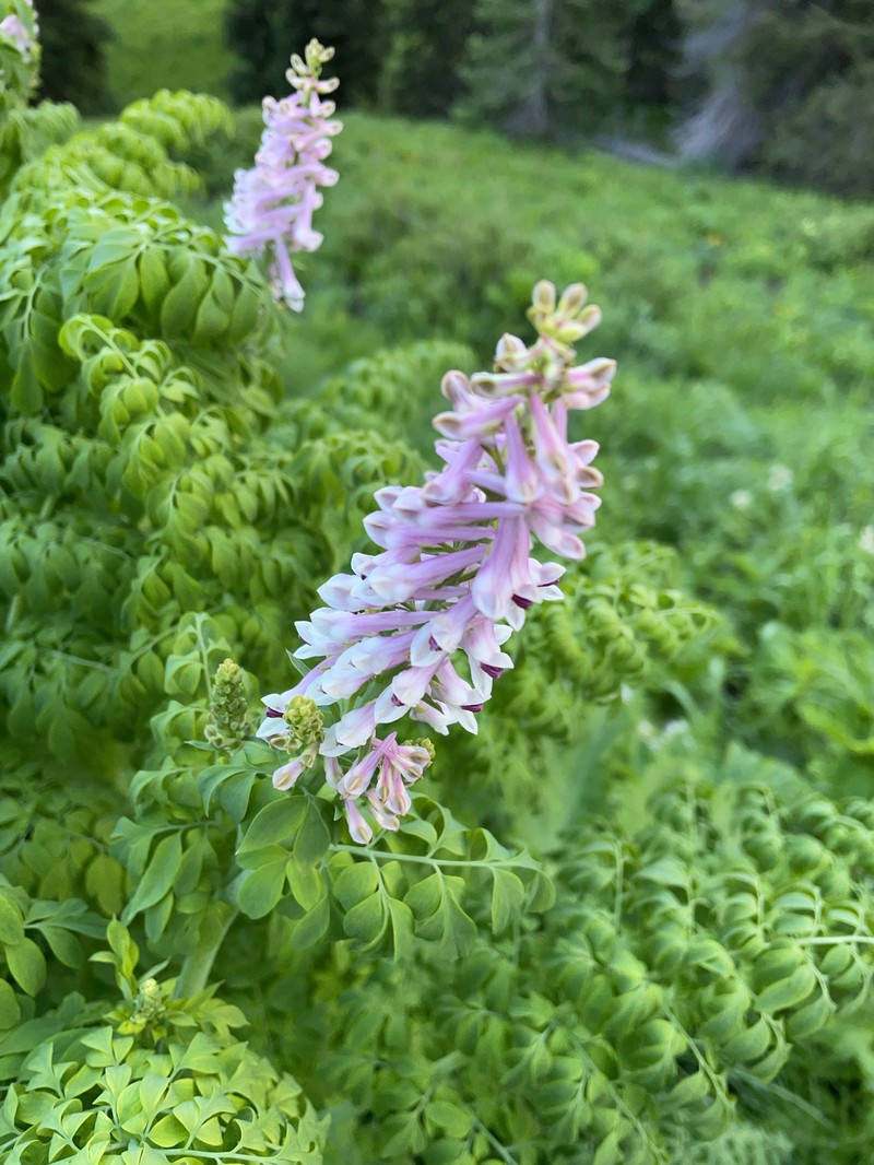 Corydalis caseana subsp. brandegeei photo 7