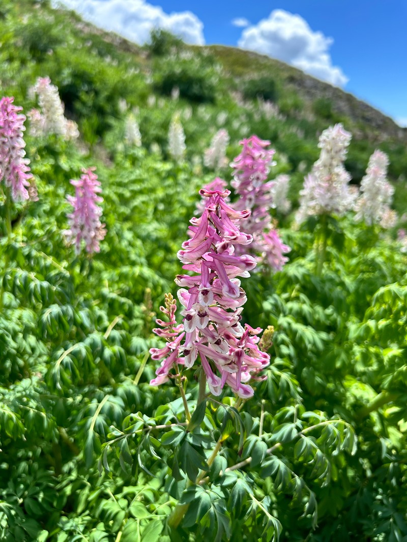 Corydalis caseana subsp. brandegeei photo 8