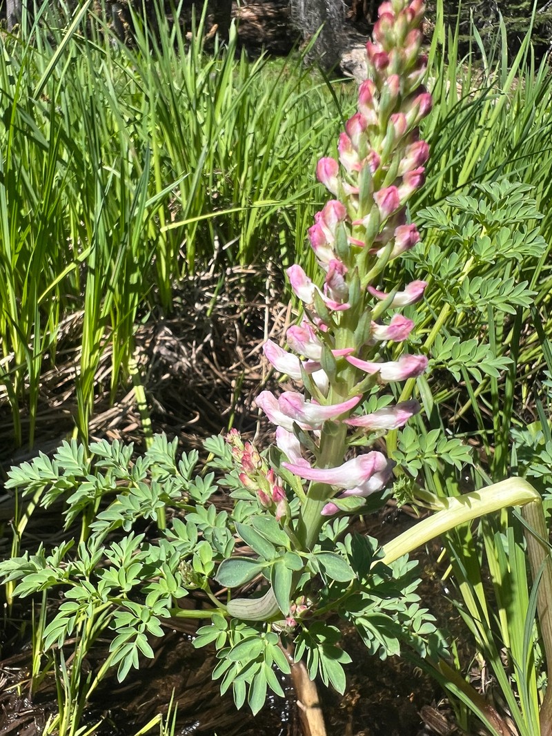 Corydalis caseana subsp. caseana