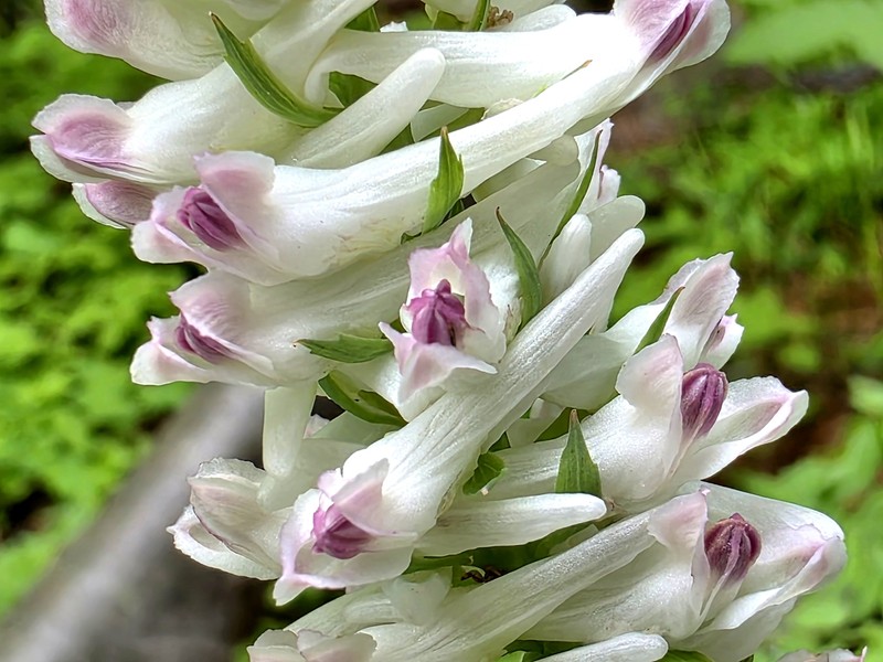 Corydalis caseana subsp. caseana photo 2