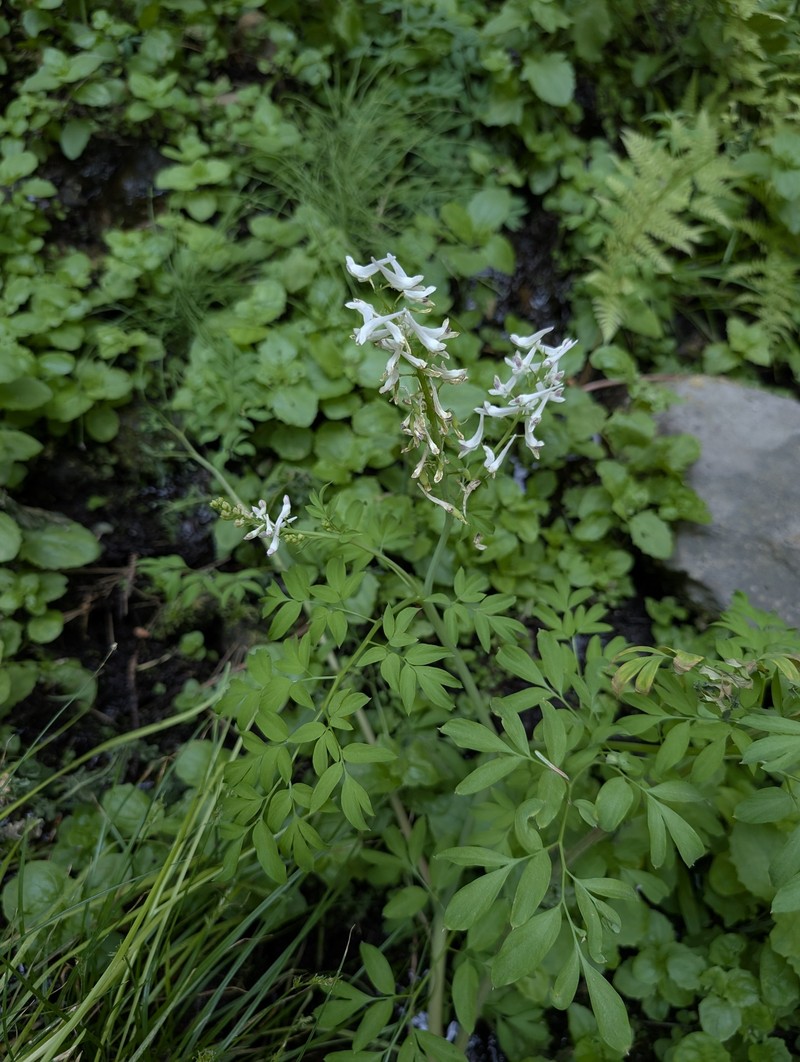 Corydalis caseana subsp. caseana photo 3