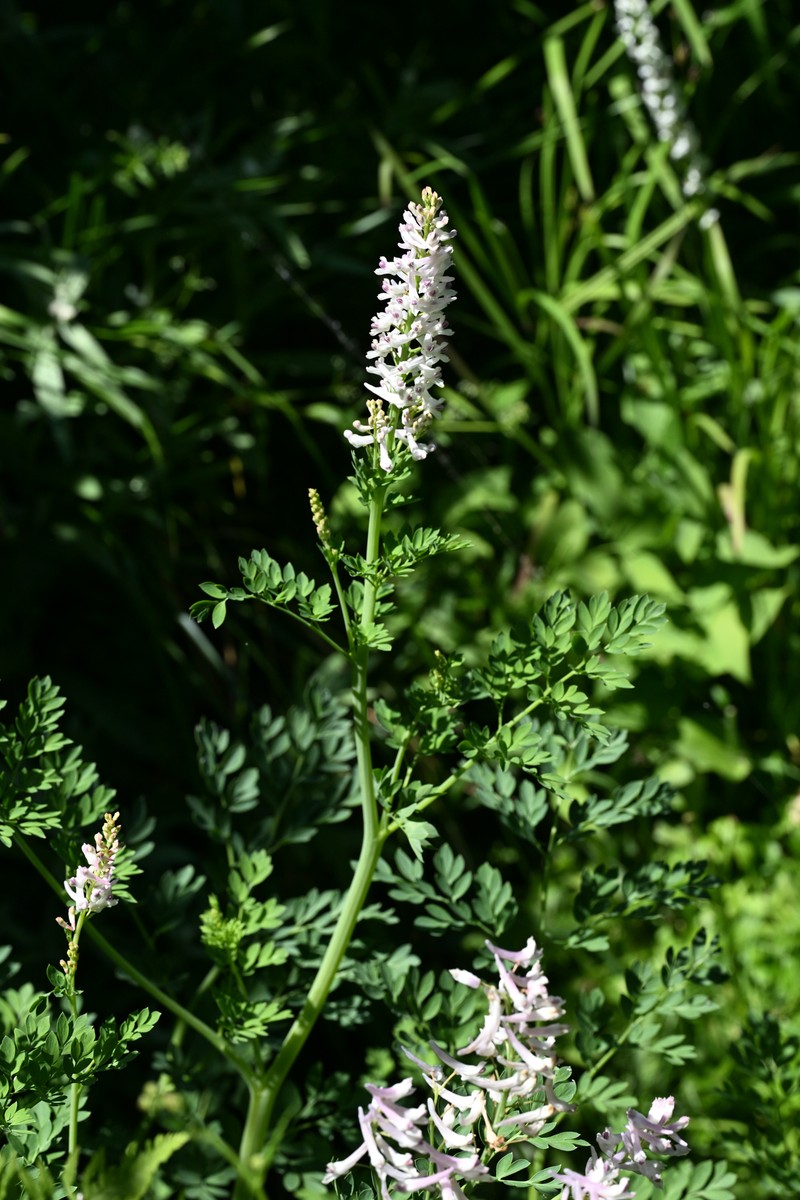 Corydalis caseana subsp. caseana photo 4