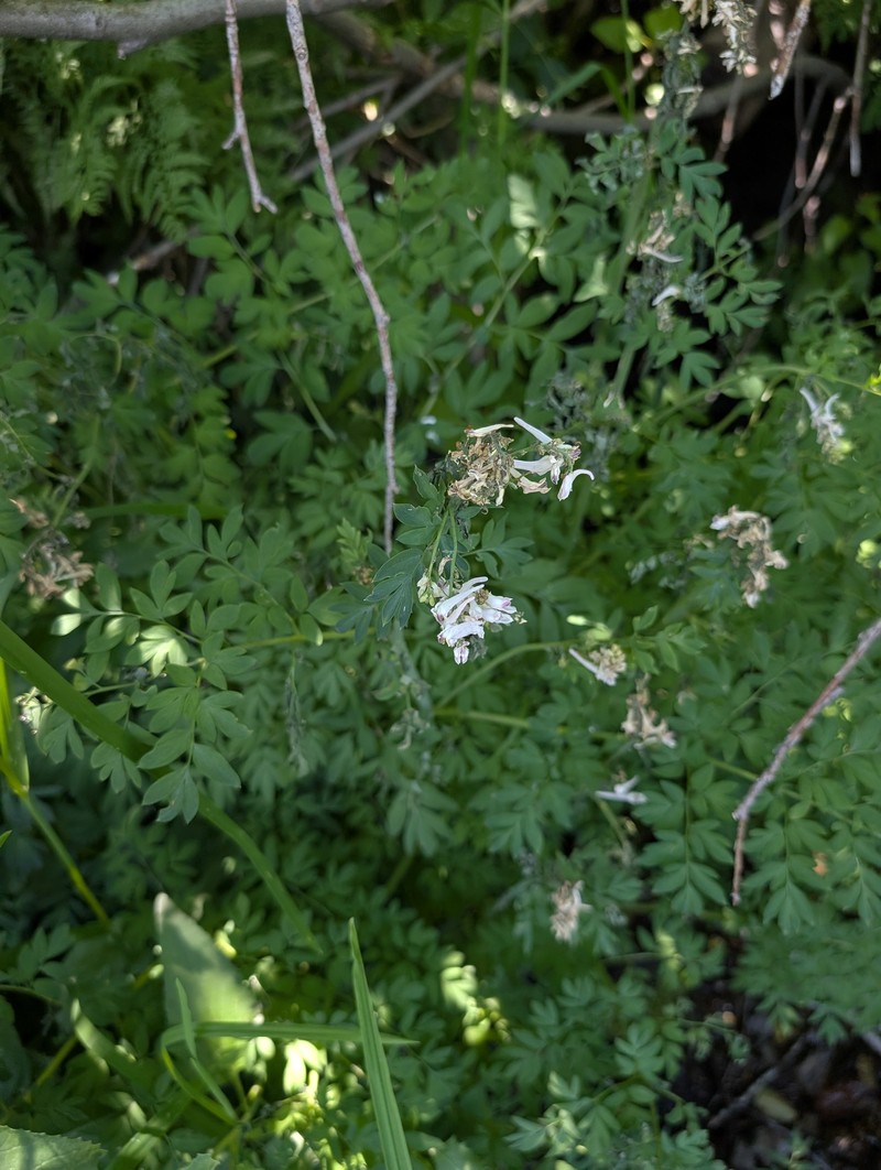 Corydalis caseana subsp. caseana photo 5