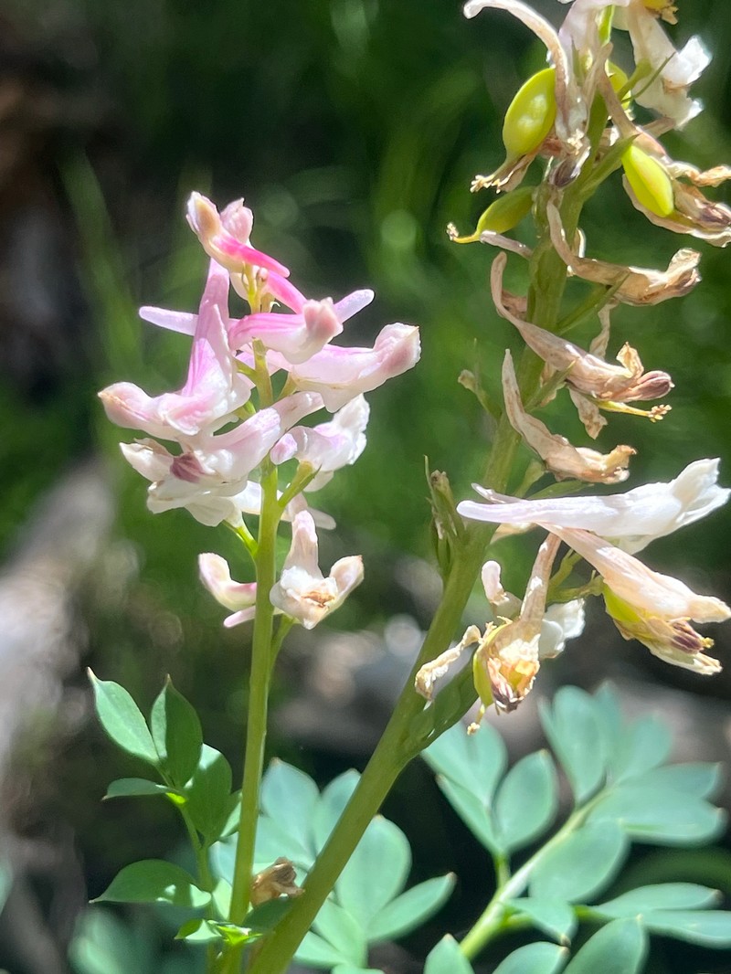 Corydalis caseana subsp. caseana photo 6
