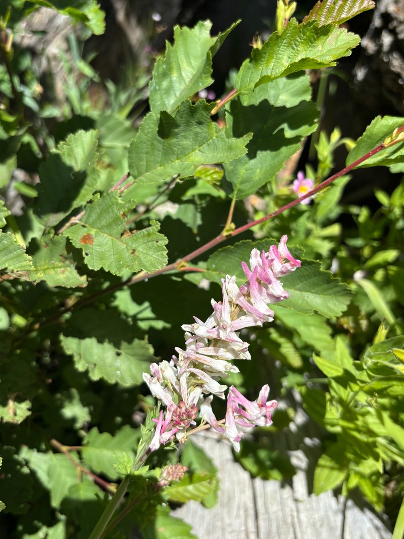 Corydalis caseana subsp. caseana photo 7
