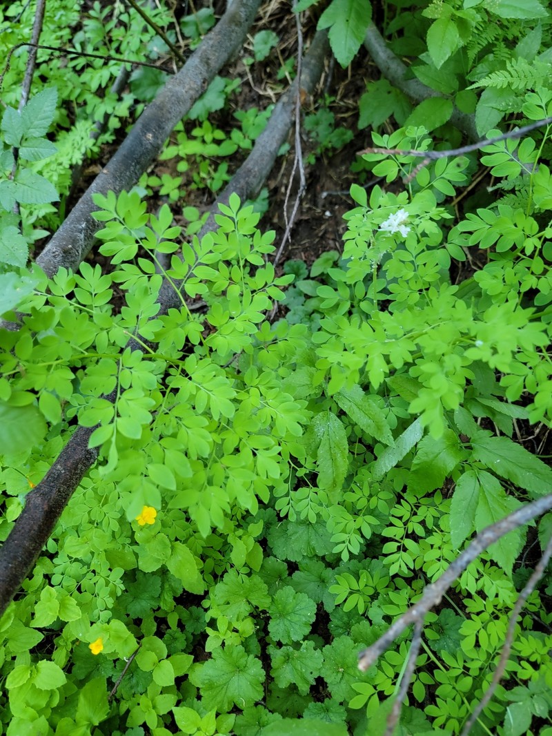 Corydalis caseana subsp. caseana photo 8