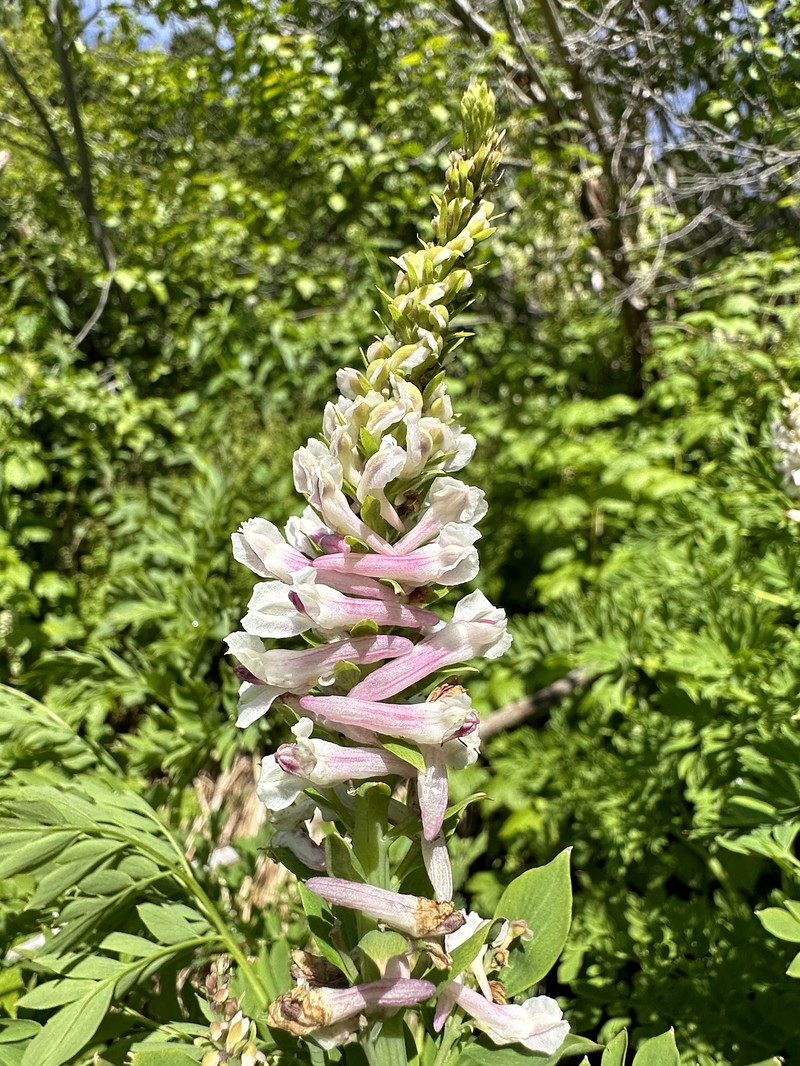 Corydalis caseana subsp. cusickii