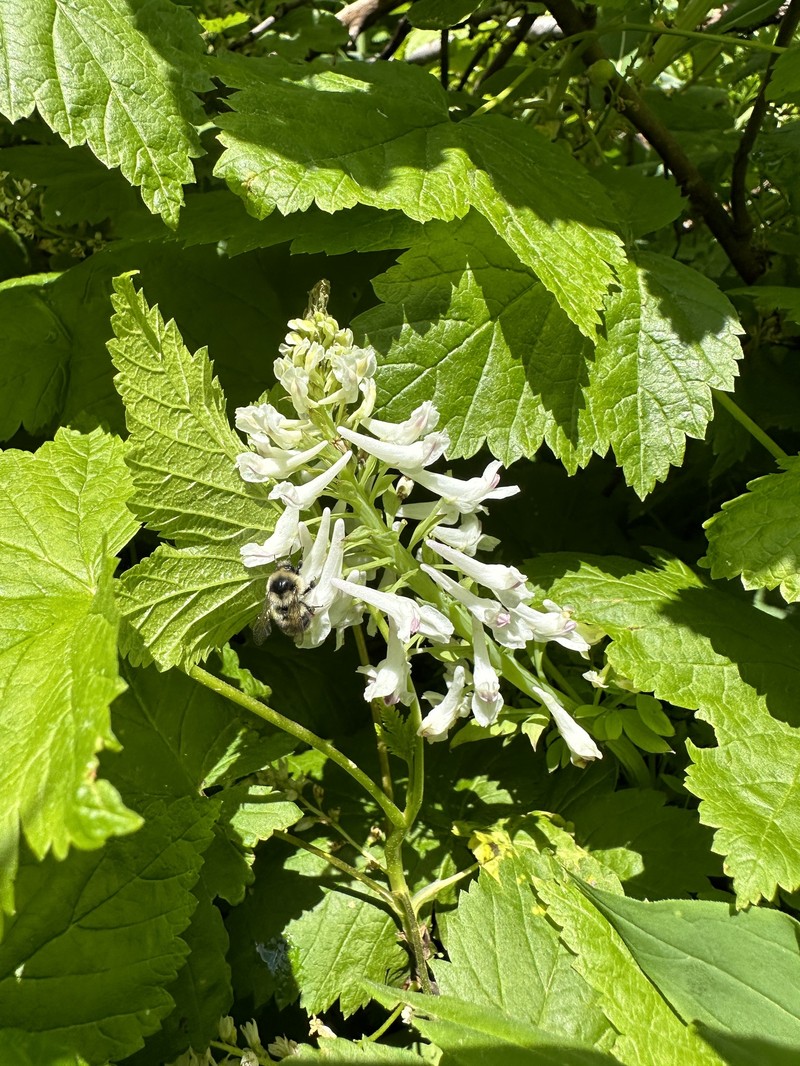 Corydalis caseana subsp. cusickii photo 2
