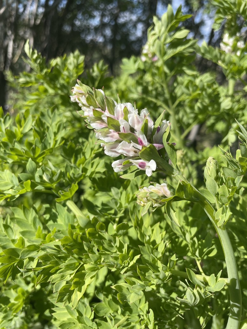 Corydalis caseana subsp. cusickii photo 3